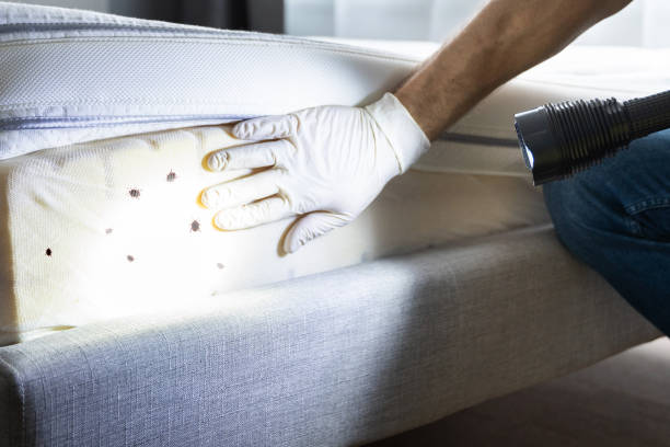 Wasp Removal Services in Lincoln Park, NY