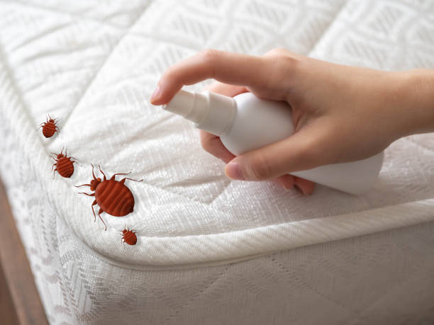 Best Flea Control Services  in Lincoln Park, NY