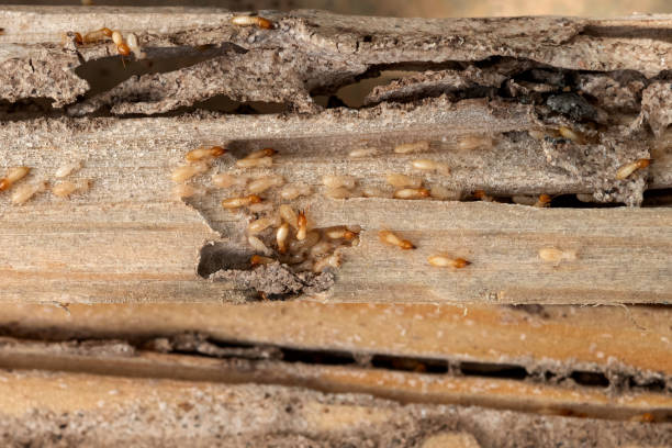 Best Bed Bug Extermination  in Lincoln Park, NY