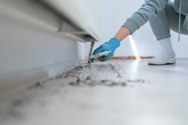 Best Pest Control for Restaurants  in Lincoln Park, NY